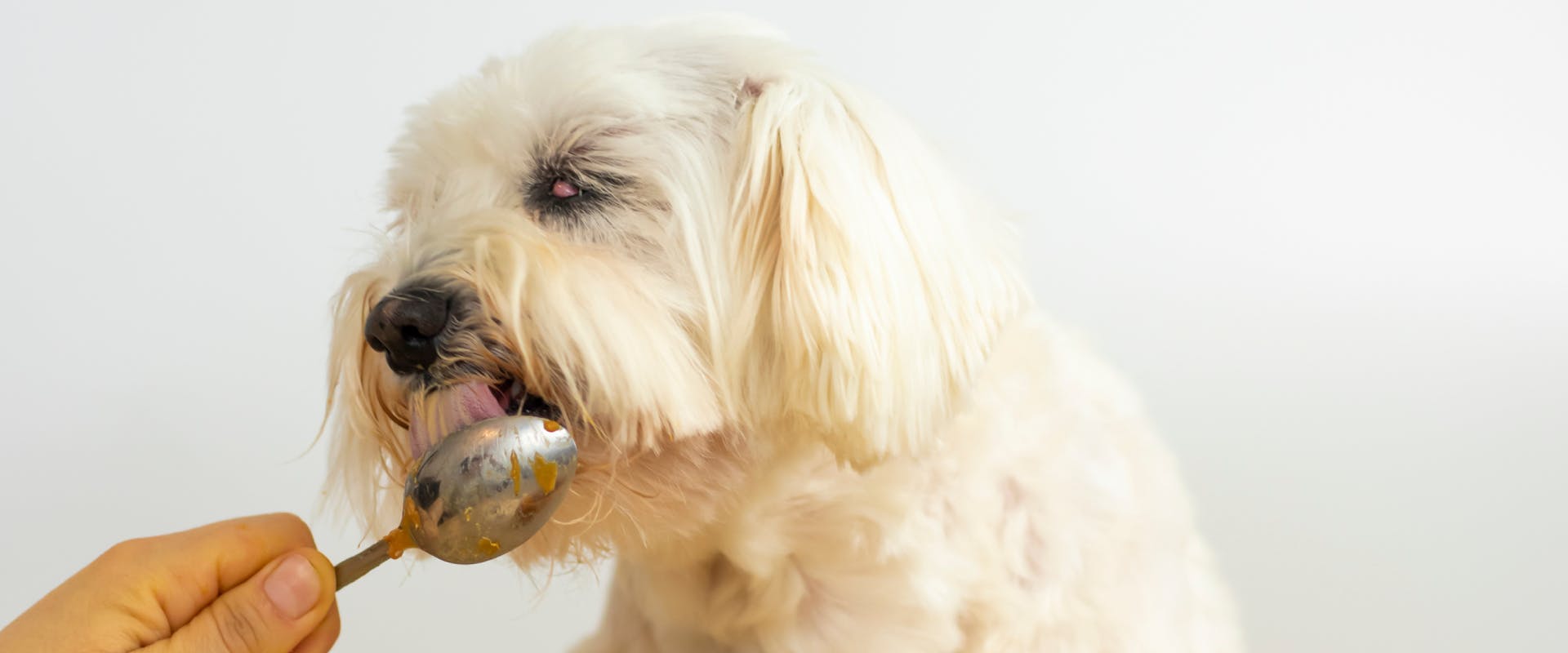 A dog eats peanut butter from a spoon.