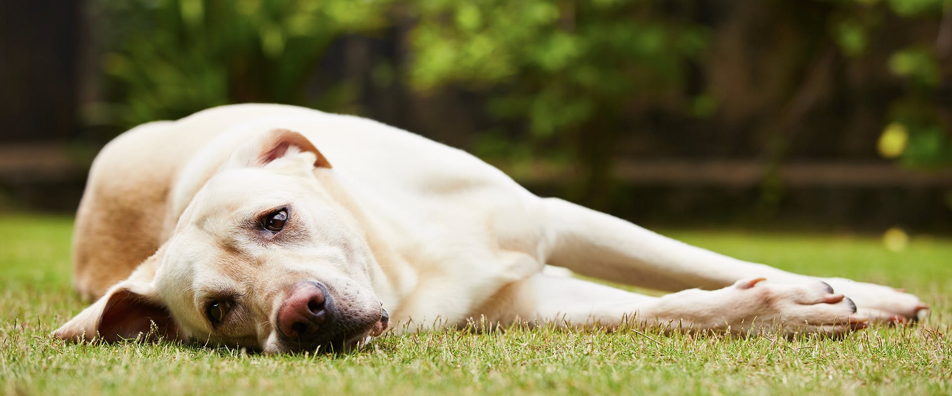 A sad looking dog laying on grass