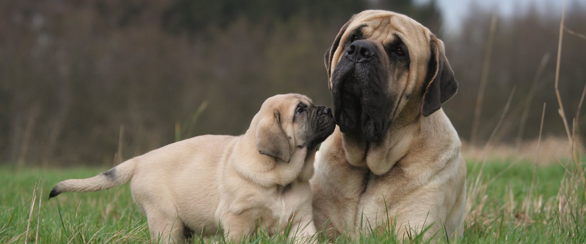 An adult Mastiff dog and a Mastiff puppy sitting in grass