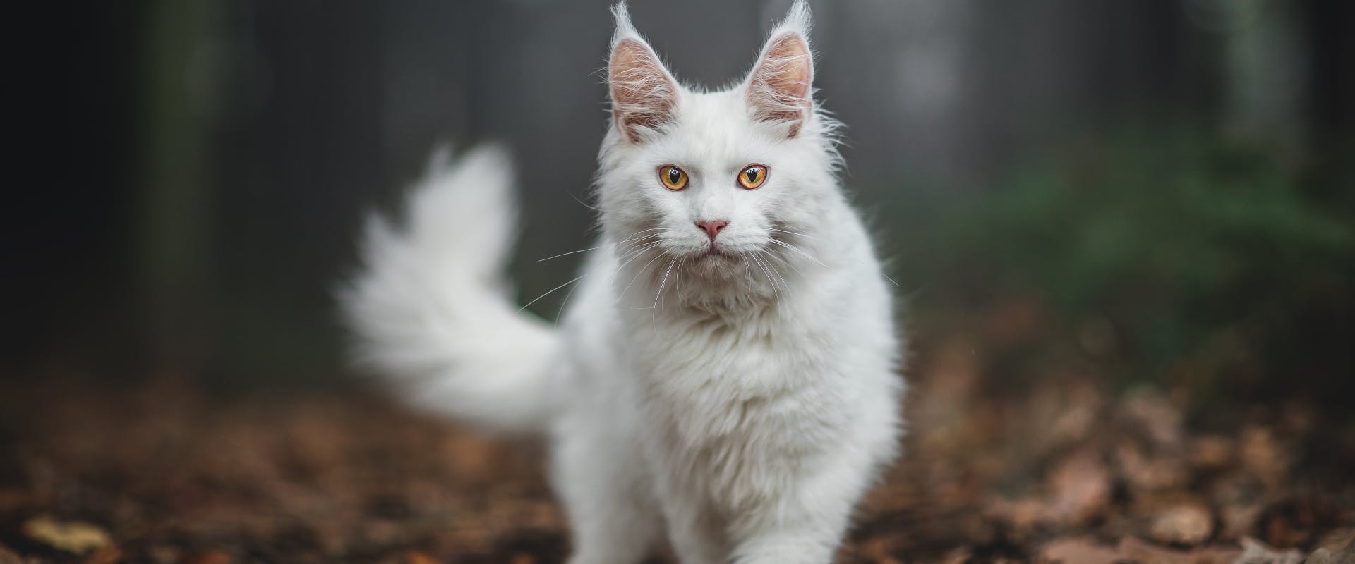 white maine coon cat walking through a forest
