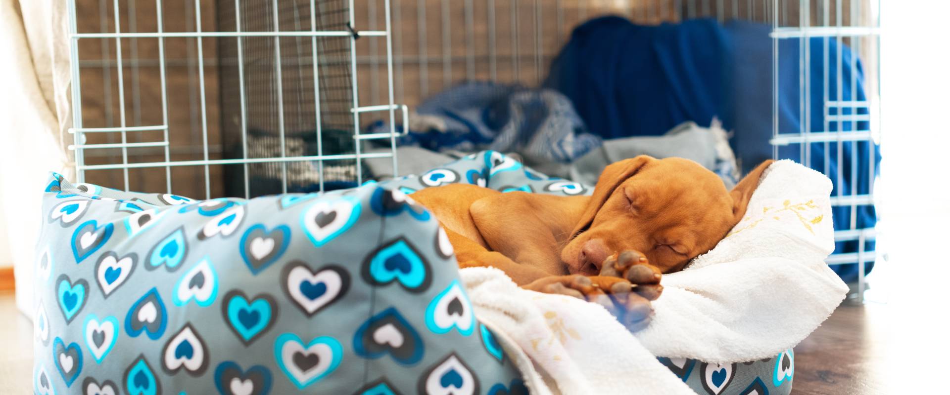 How to make a dog crate comfy Creating the pawfect comfy dog bed