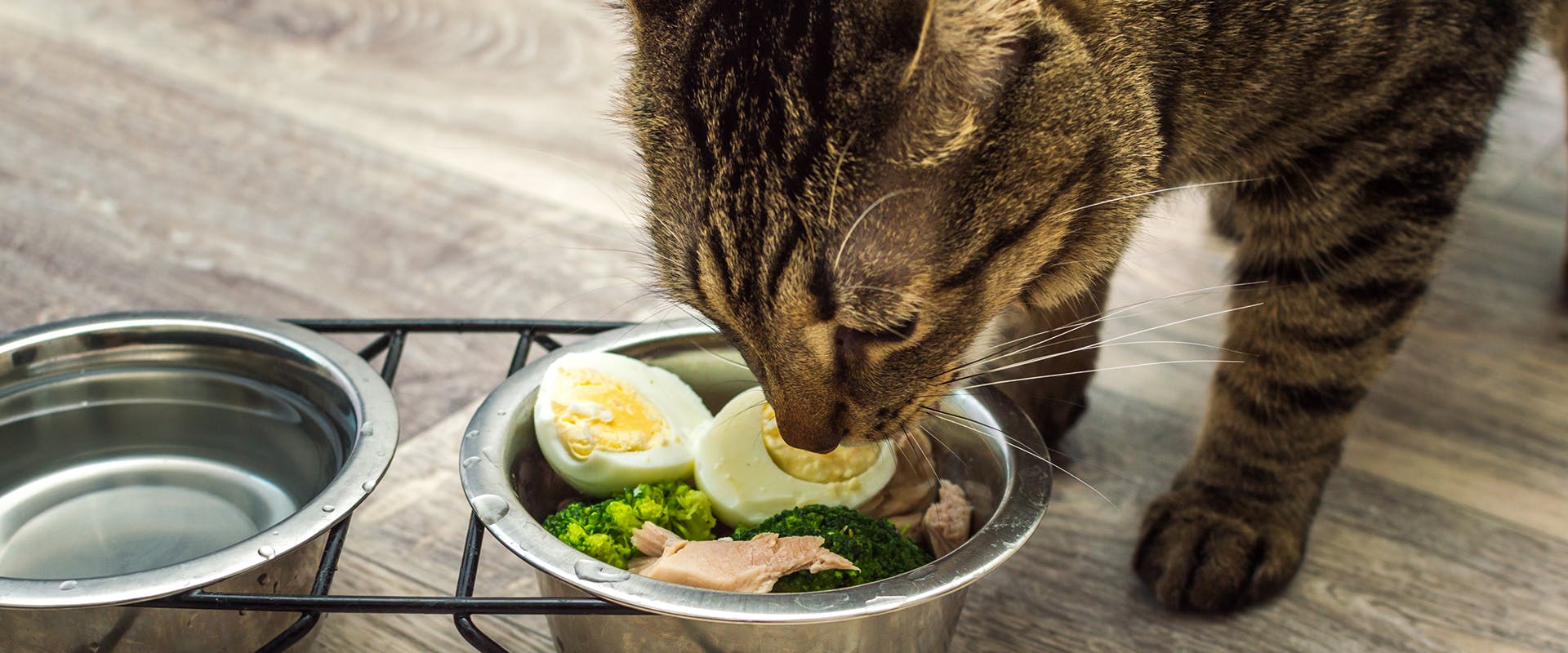 Can cats eat eggs? A cat eating a bowl of food, containing a hard boiled egg