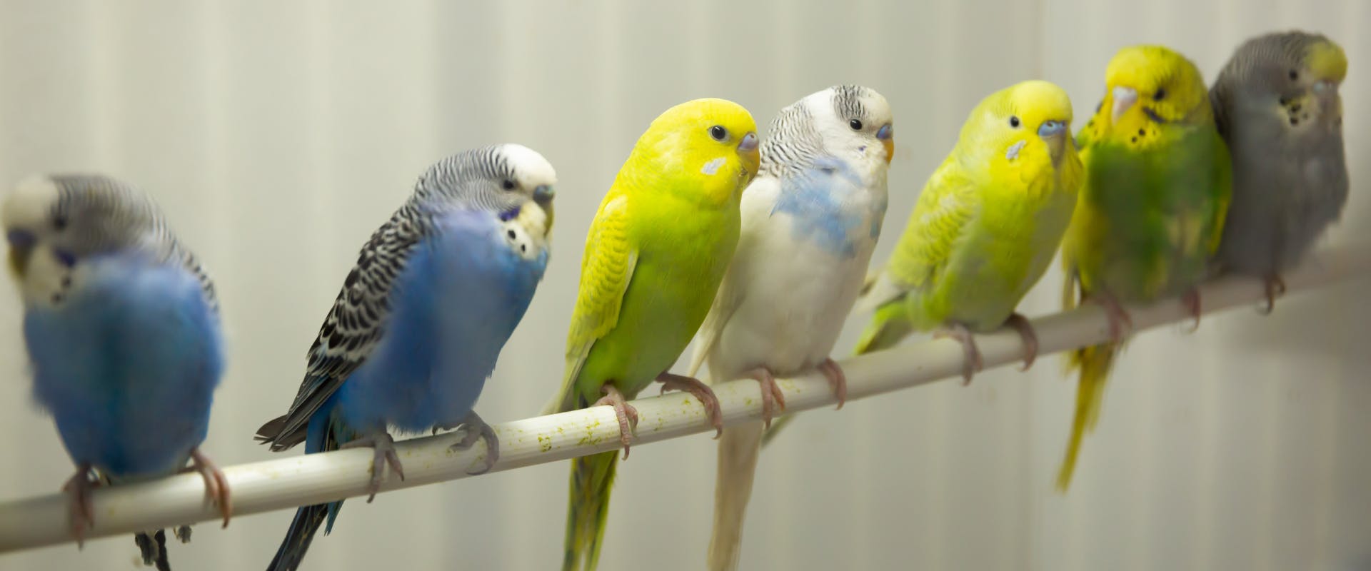 a flock of different colored budgerigars resting on a perch in a bird cage