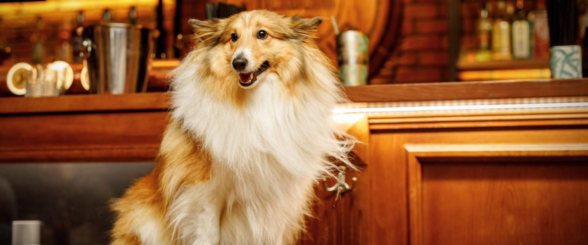 collie dog sat on a bar stool in a dog friendly pub waiting for free dog biscuits