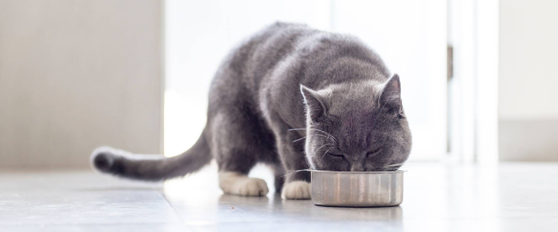 Grey cat eating from a metal bowl