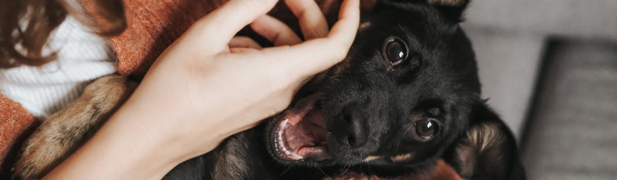 A woman's hand stroking the face of a small black dog