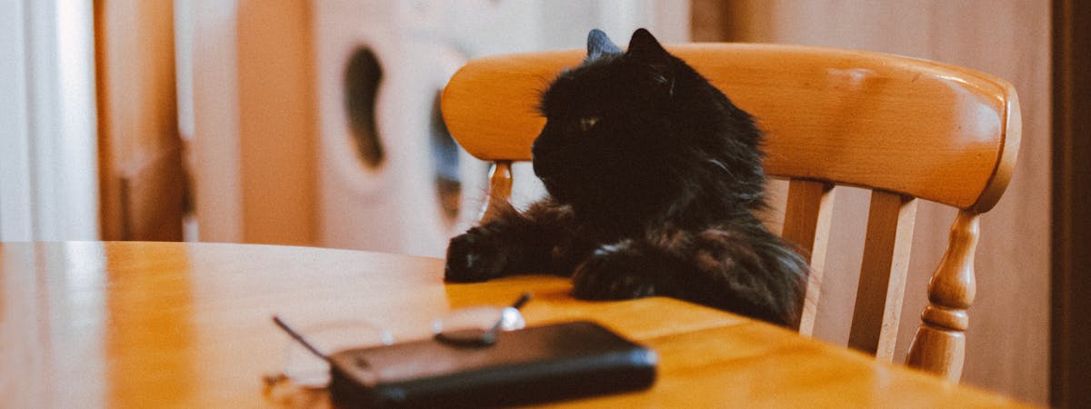 A black cat sitting on a kitchen dining chair, his paws resting on the kitchen table