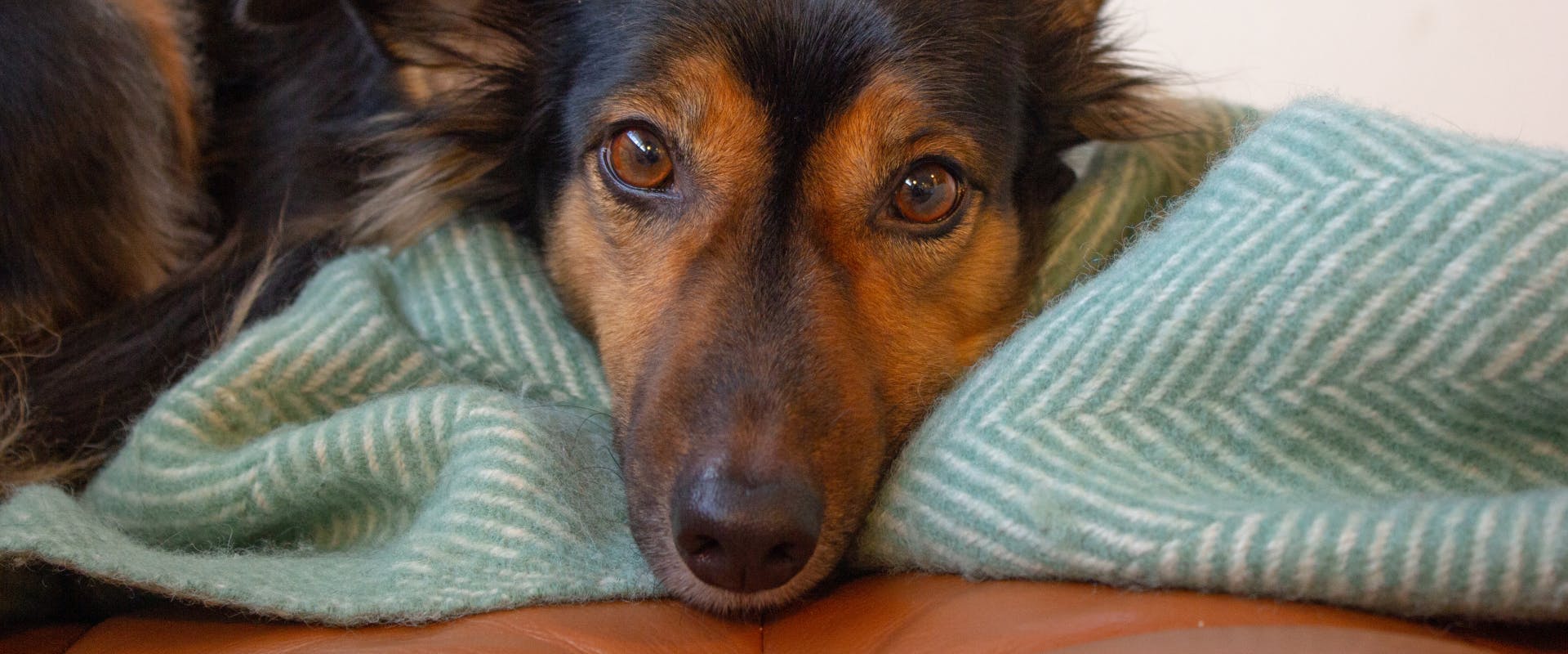 A dog rests on a blanket.