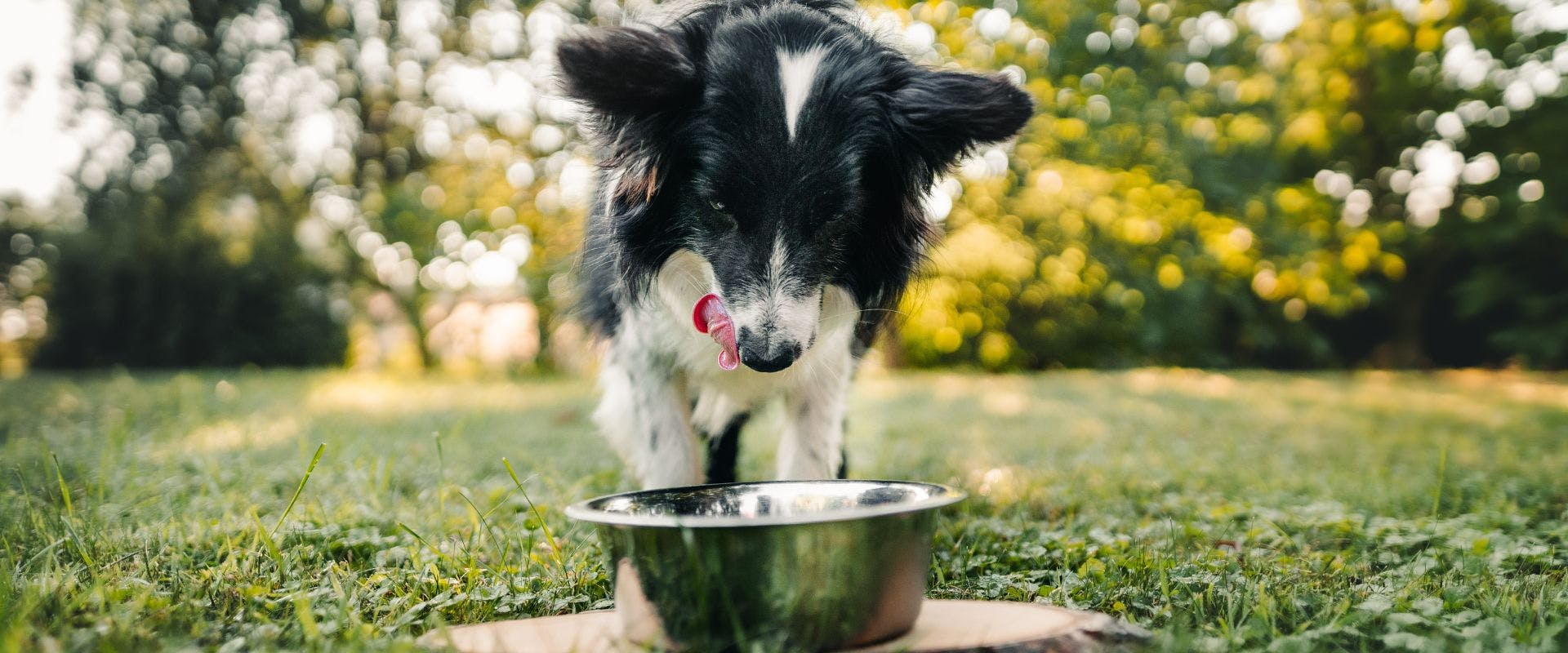 Border Collie eating from a metal bowl