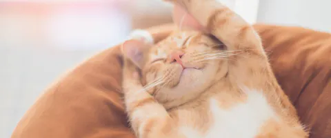 Happy ginger cat at home