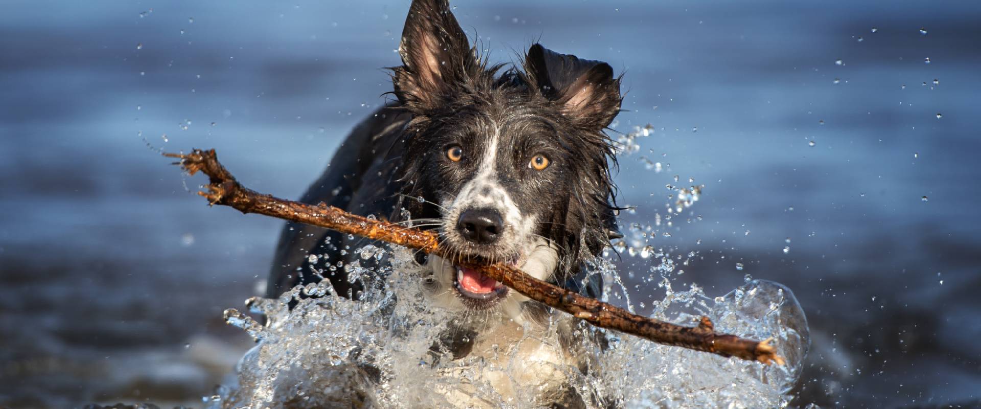 Happy black and white Border Collie running out of the ocean with a stick in their mouth
