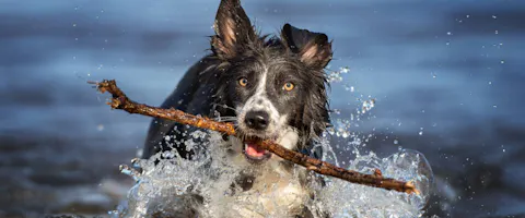 Happy black and white Border Collie running out of the ocean with a stick in their mouth
