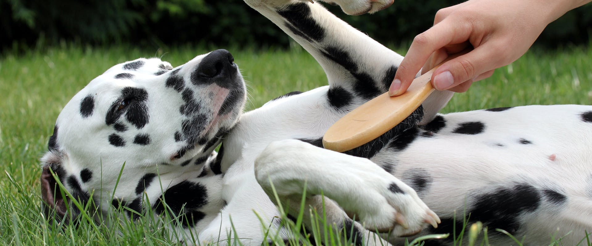 A Dalmatian dog lying in the grass, a hand holding a brush coming down to brush the dog