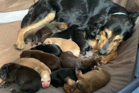 A dog sleeping peacefully, surrounded by 12 new born puppies