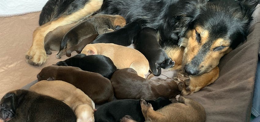 A dog sleeping peacefully, surrounded by 12 new born puppies