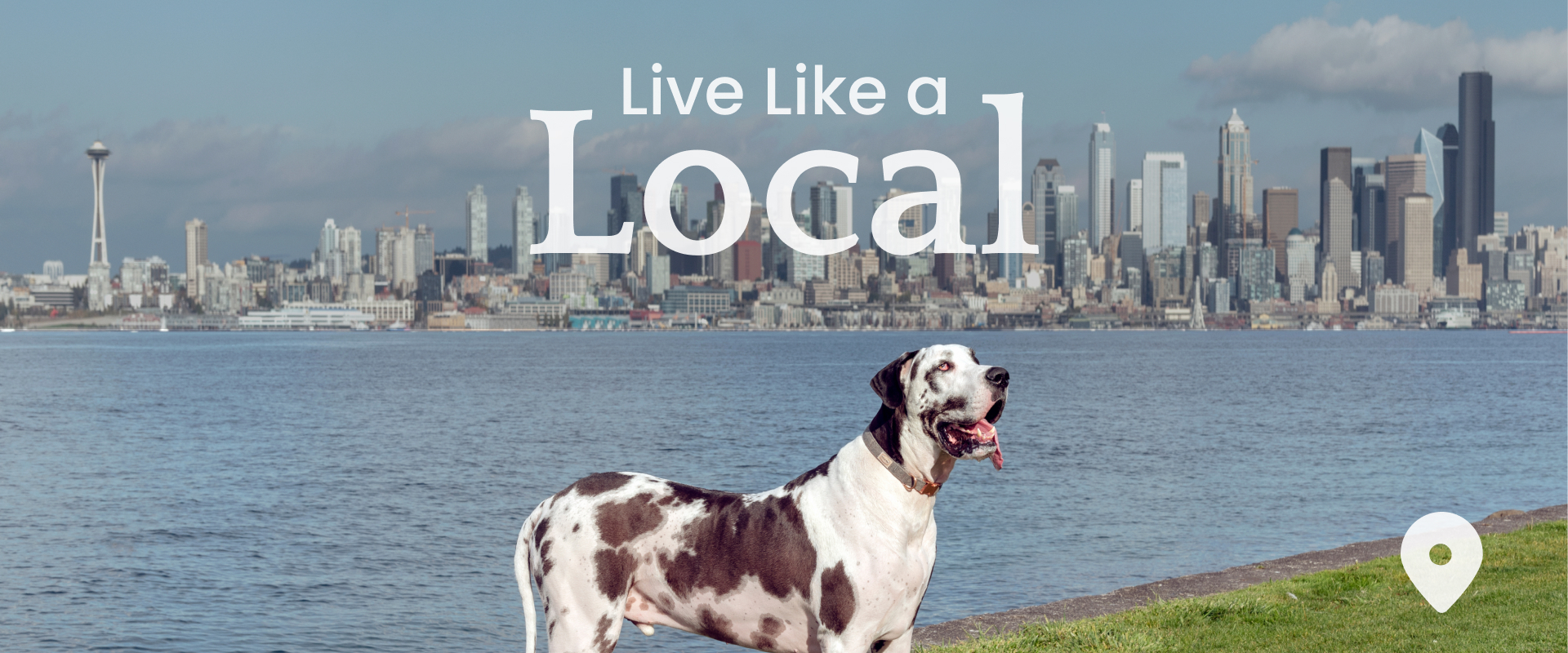 a great dane standing on a patch of grass with the Seattle skyline in the background
