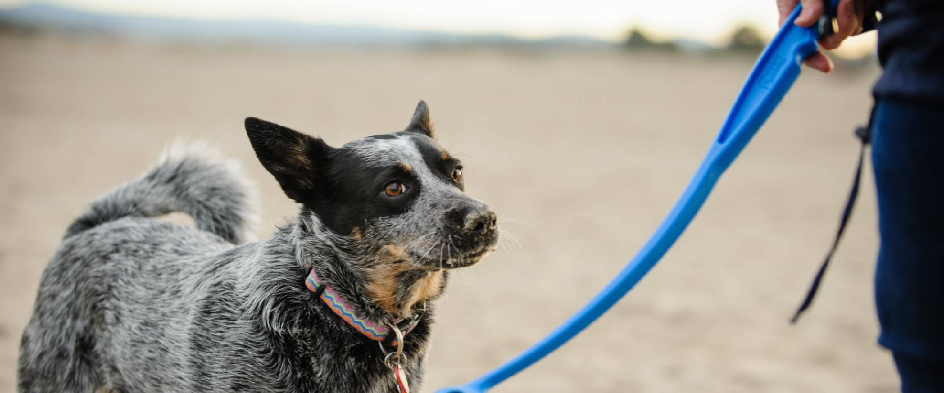 Australian Cattle Dogs Facts