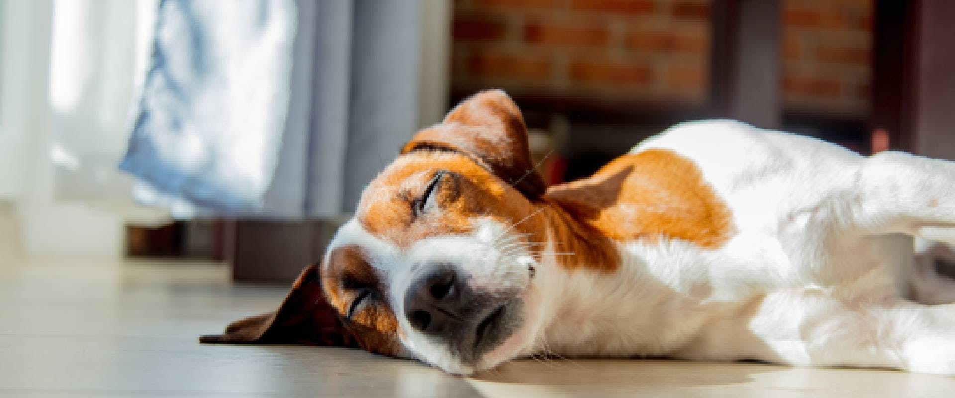 Jack Russell dog sleeping in the sun
