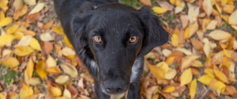 A dog lying in some leaves.
