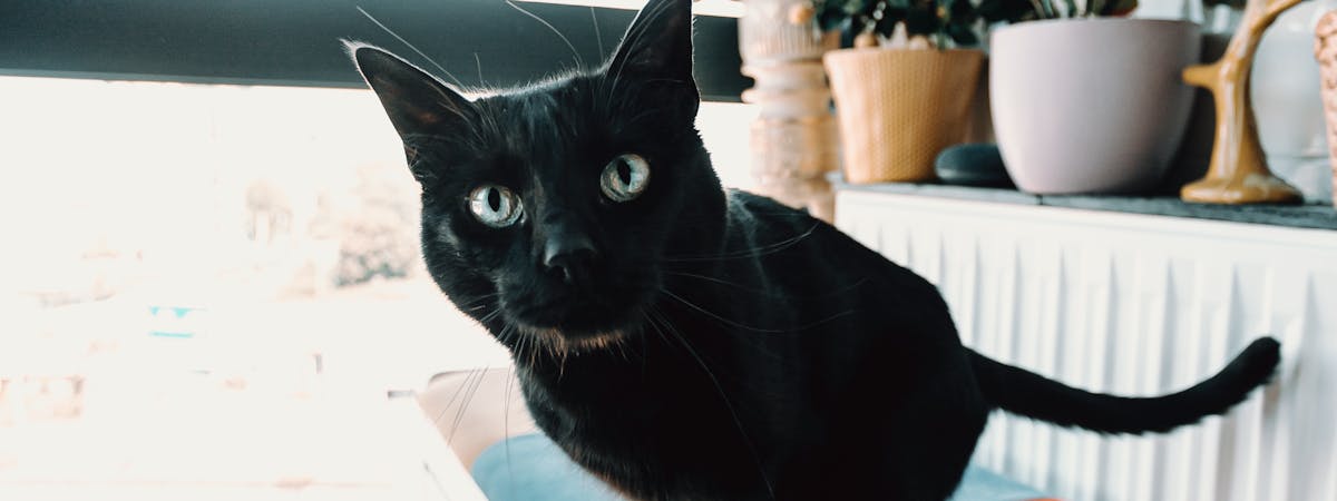 A black cat looking inquisitive