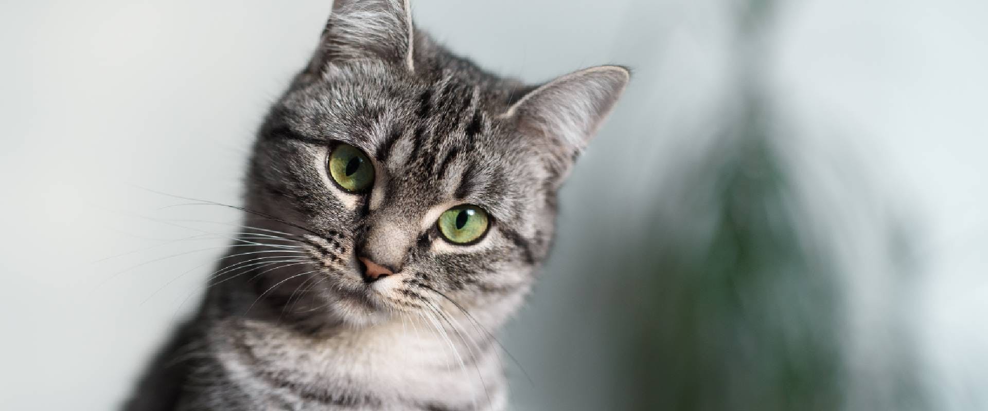 American Shorthair cat with green eyes