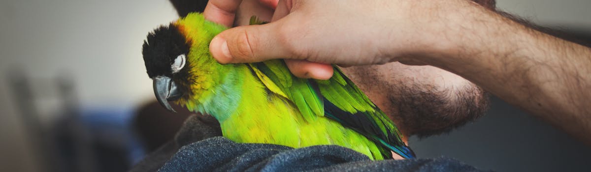 A bright green bird sitting on a man's shoulder