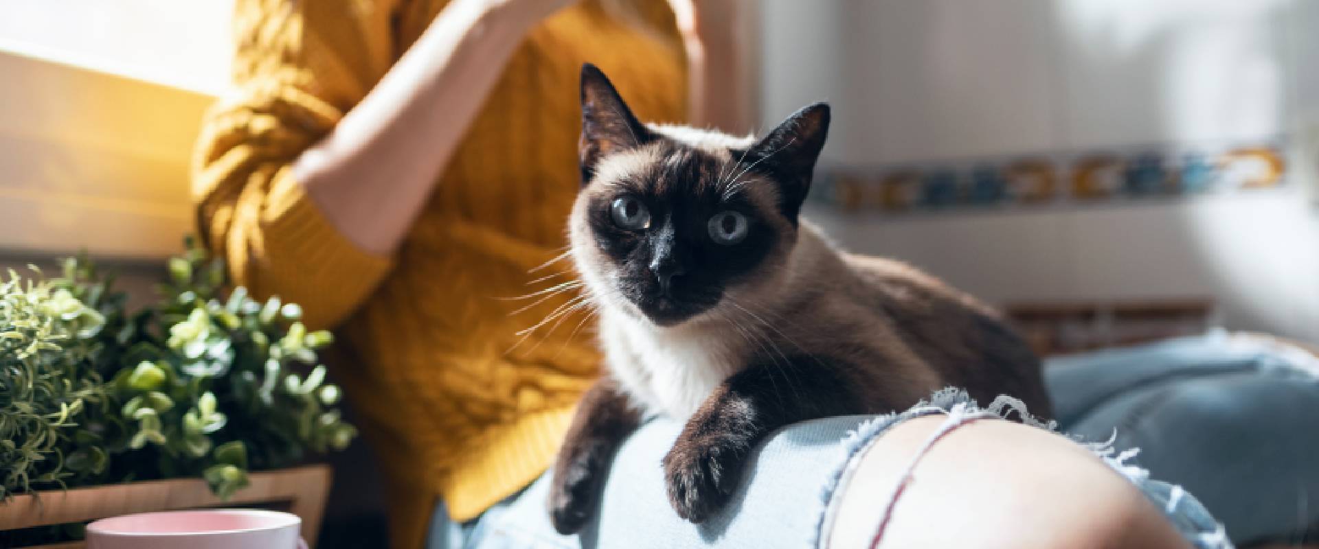 Person using their phone with a cat on their lap