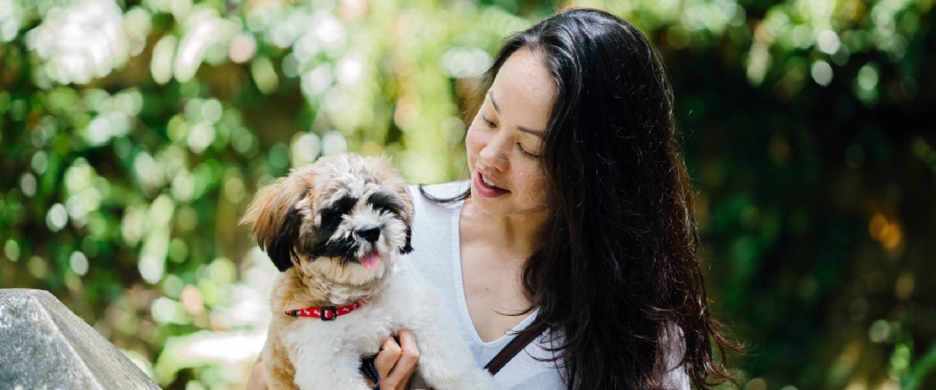 Person carrying a Shih Tzuh dog in Singapore.