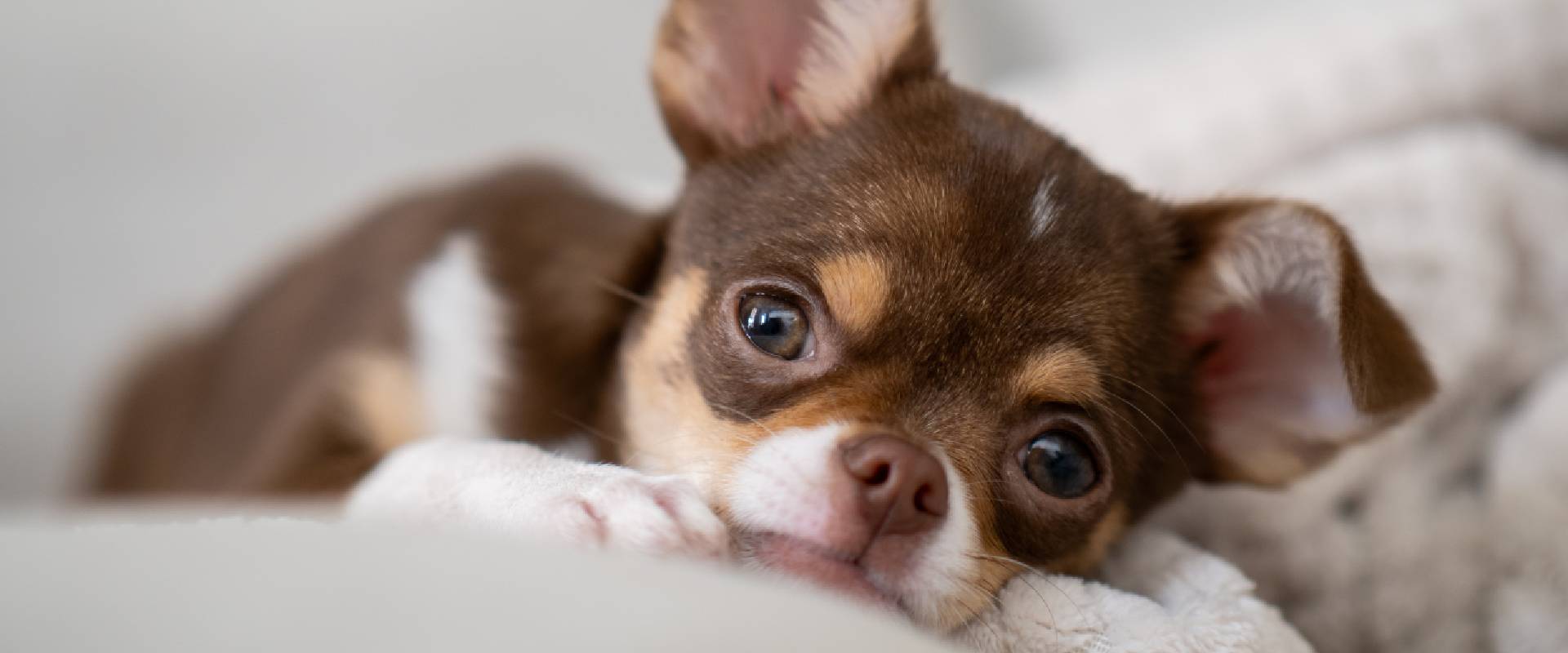 Brown Chihuahua laying on a bed