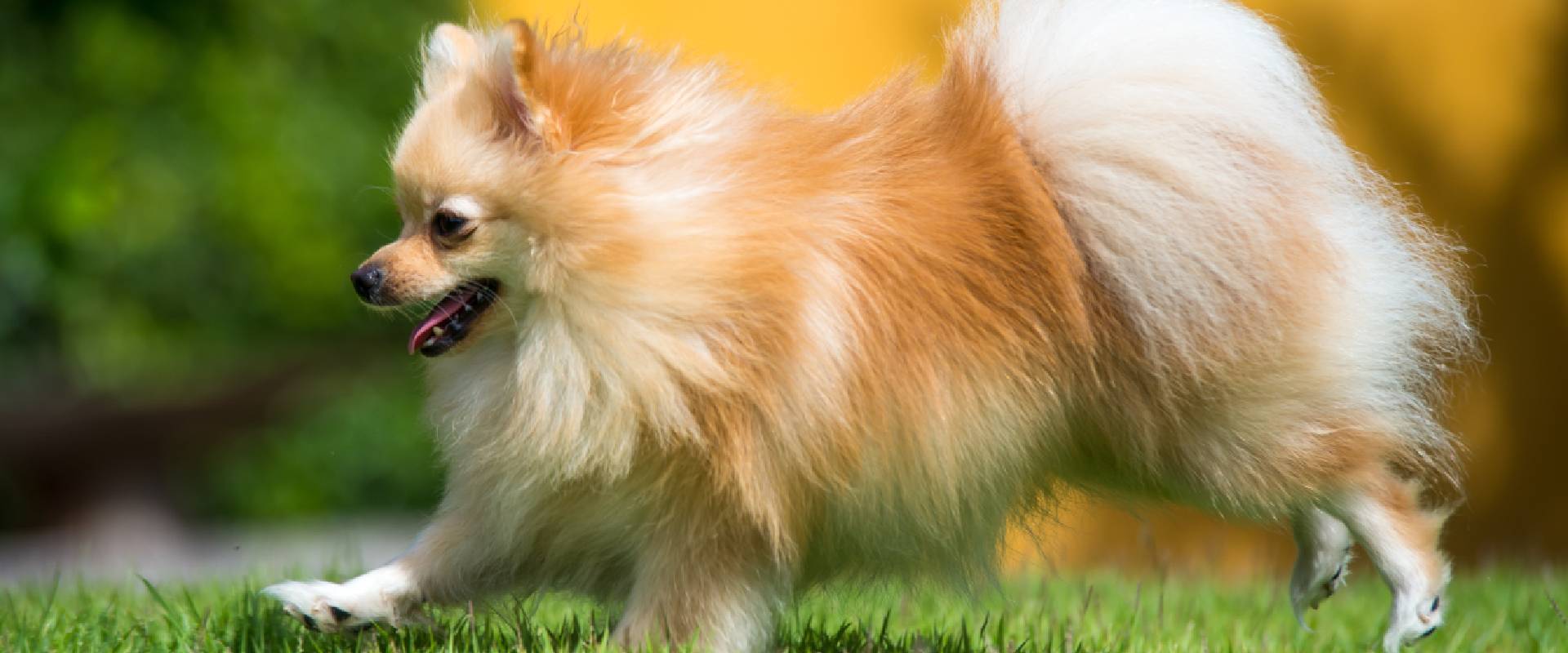 20 Smallest Dog Breeds: Height, Weight & Personality Guide ...
