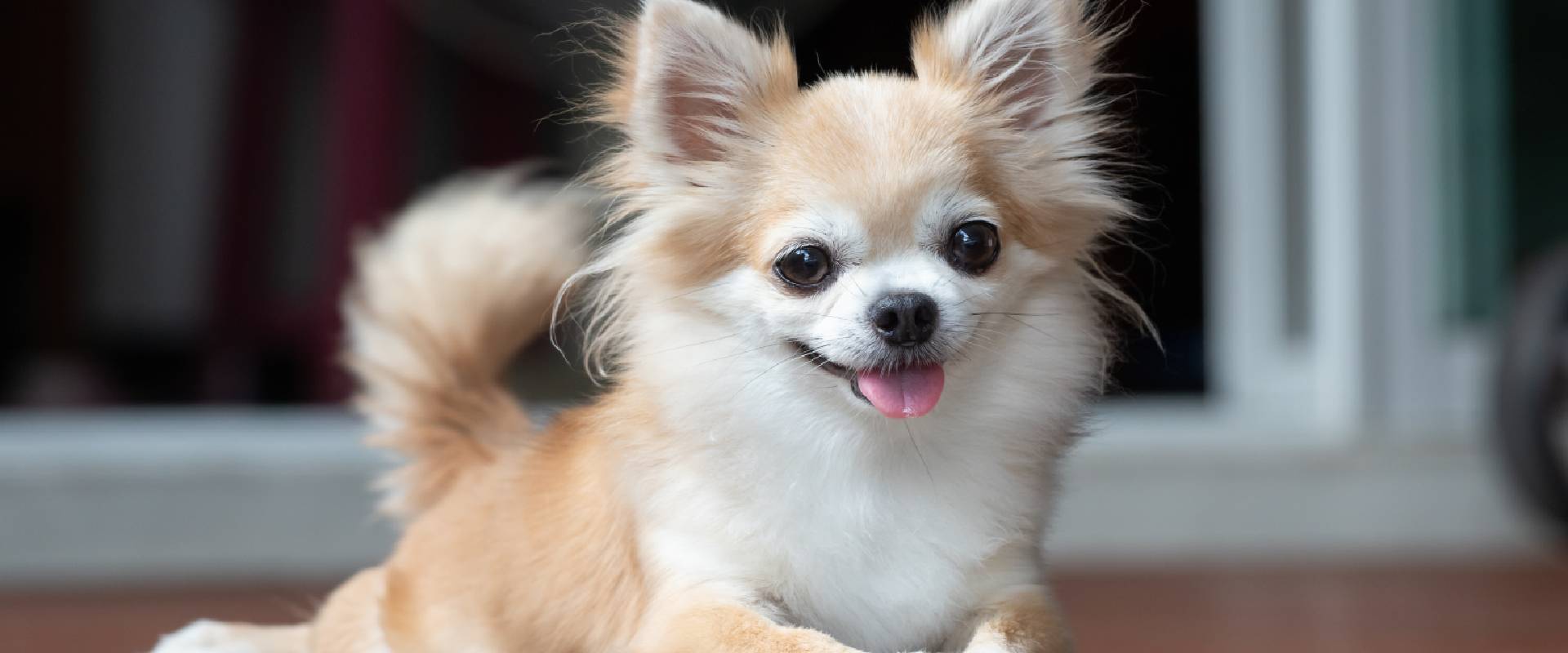 20 Smallest Dog Breeds: Height, Weight & Personality Guide ...