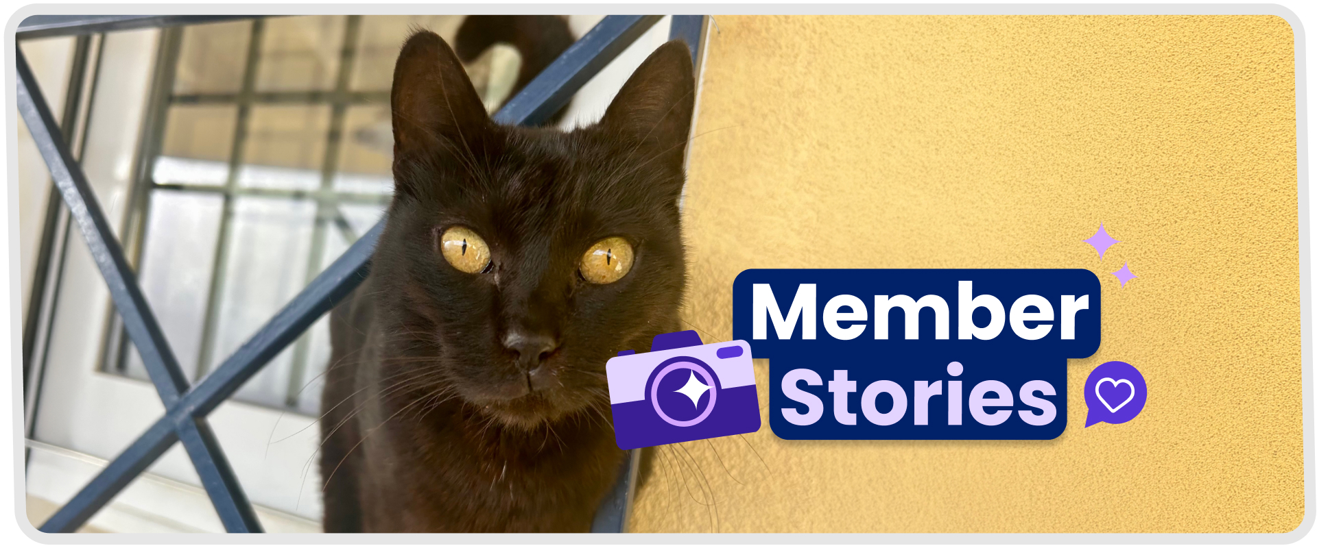 Cover image of a black cat looking into the camera