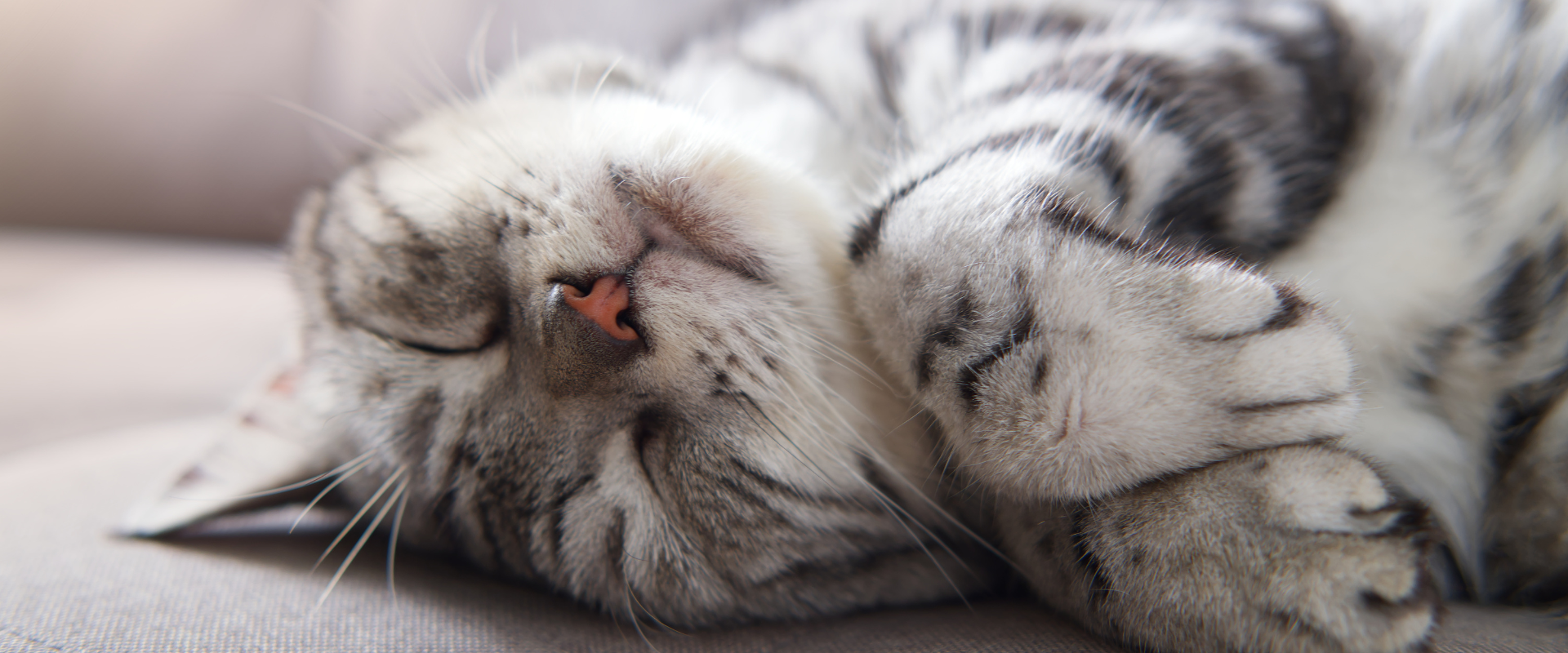 American Shorthair cat lying on couch