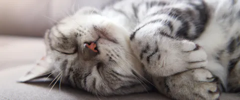 American Shorthair cat lying on couch