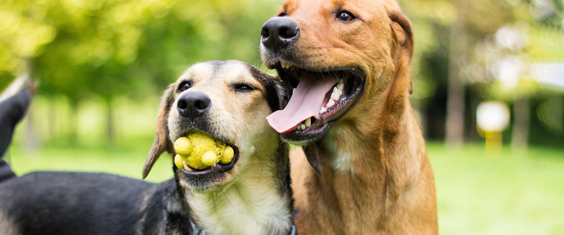 Two dogs in a ball park, one holding a bright yellow ball in its mouth