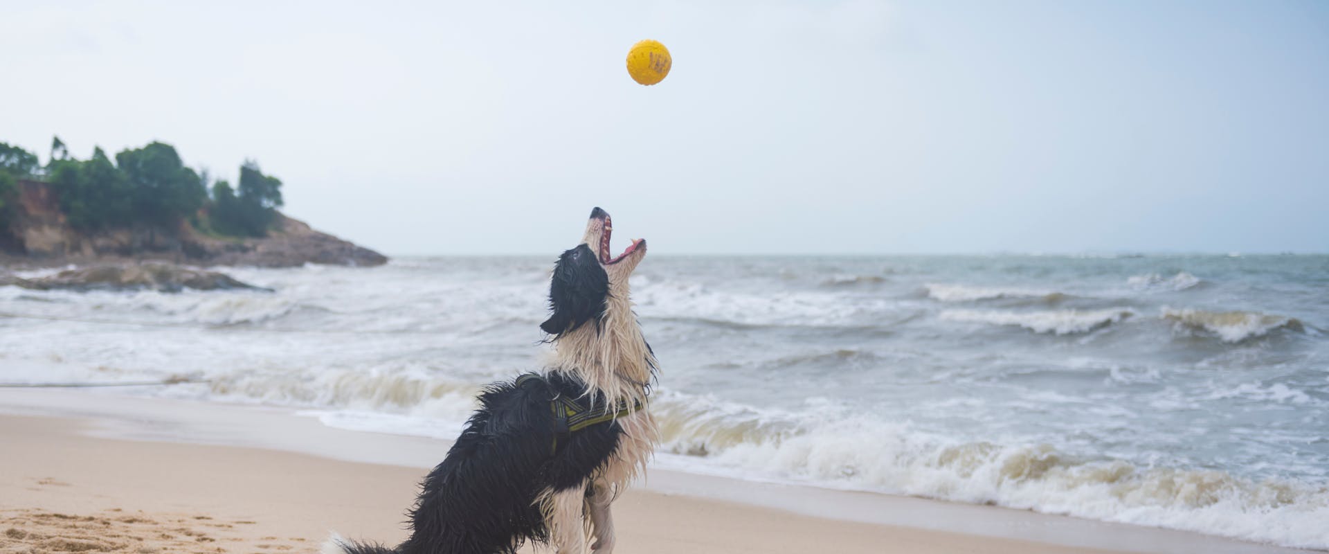 A dog at the beach jumping for a ball.