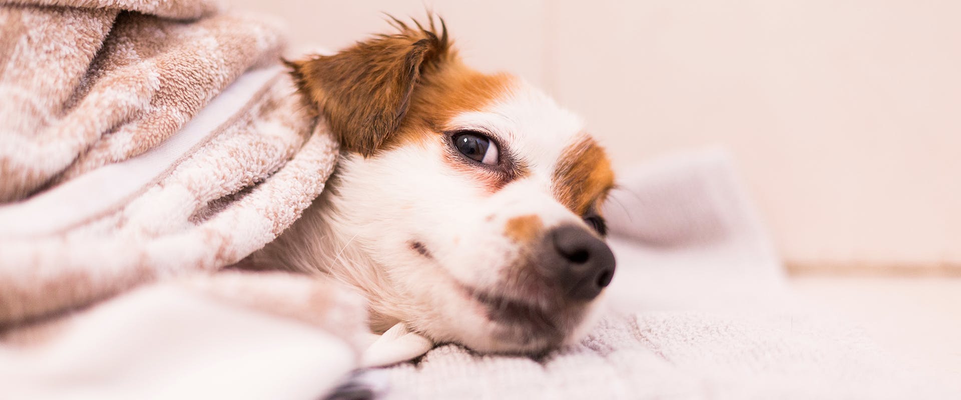 A content, relaxed dog wrapped up in a towel