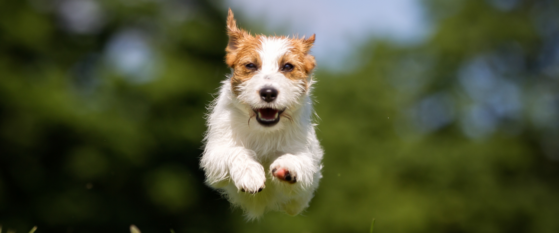 A dog jumping through grass.