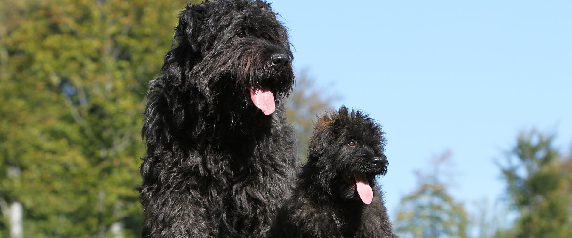 An adult Bouvier Des Flandres and a Bouvier Des Flandres puppy standing side by side outside in the sunlight