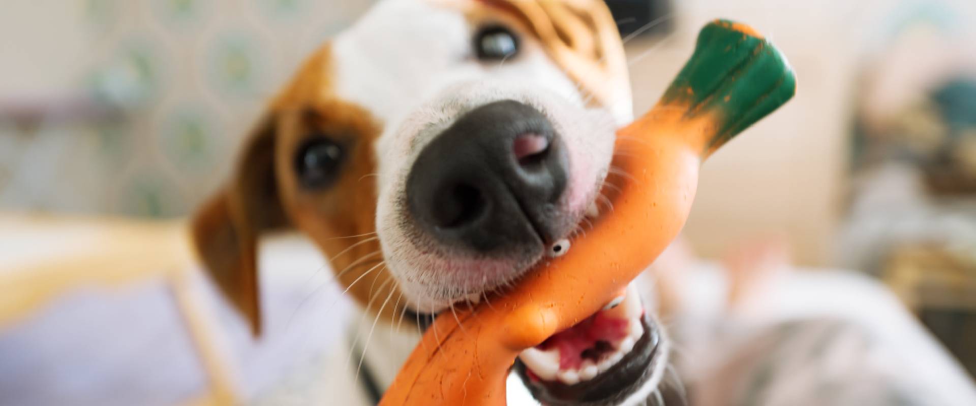 Dog playing with a squeaky toy
