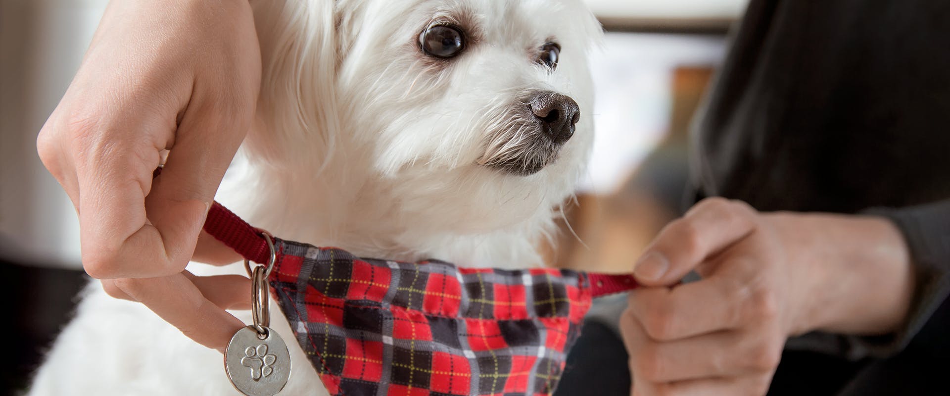A person putting a bandana with a dog ID tag on their dog