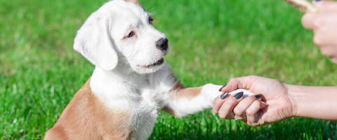 Puppy giving its paw, grass background
