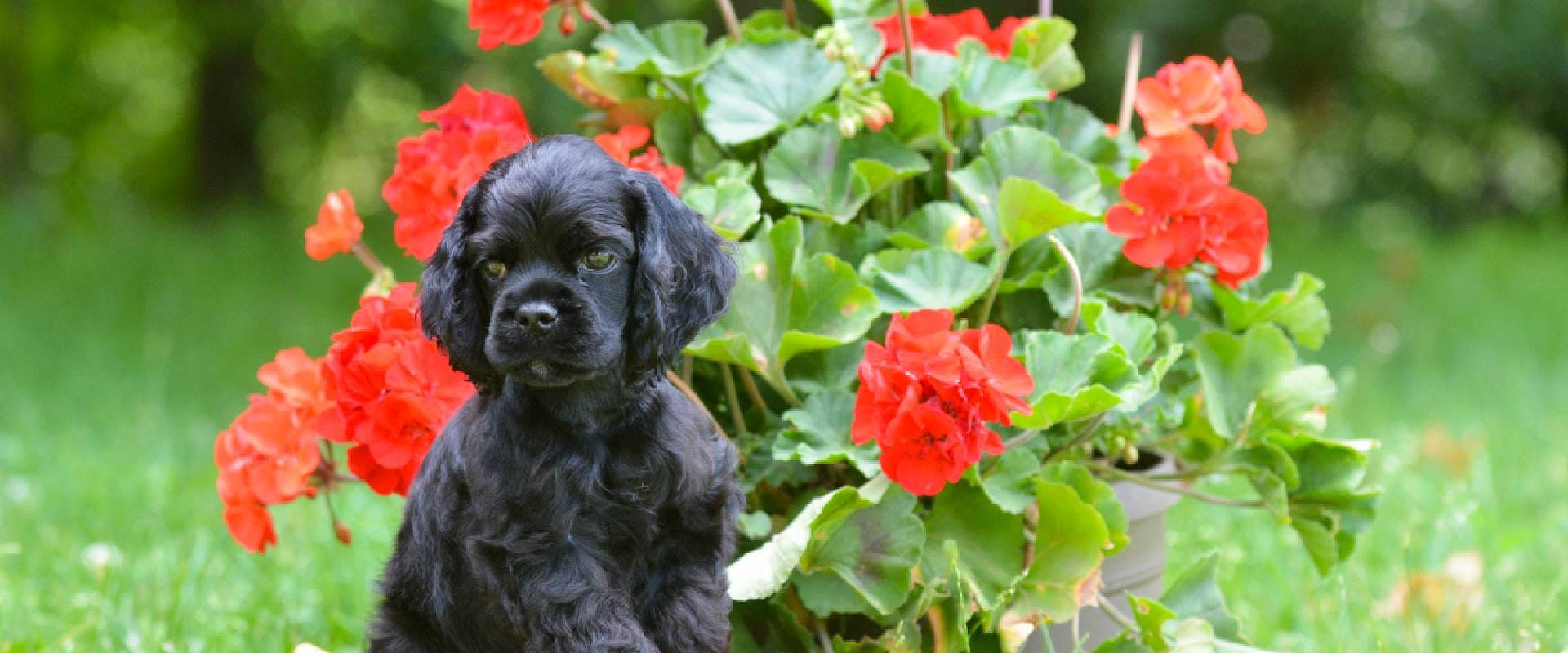 are geranium plants poisonous to cats and dogs