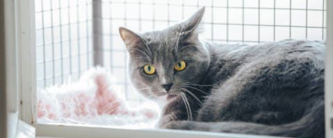 Cat in window box