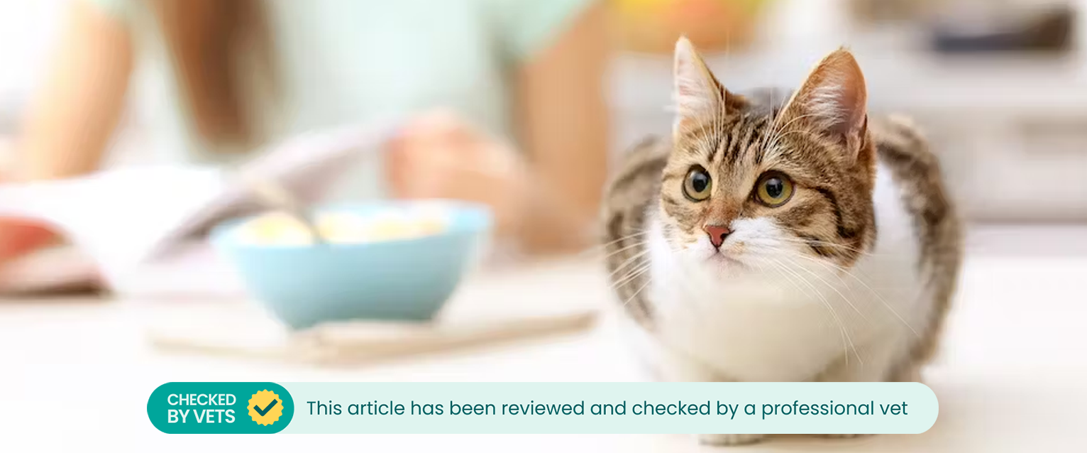A cat crouching down on a kitchen worktop, a bowl of oatmeal and a woman in the background
