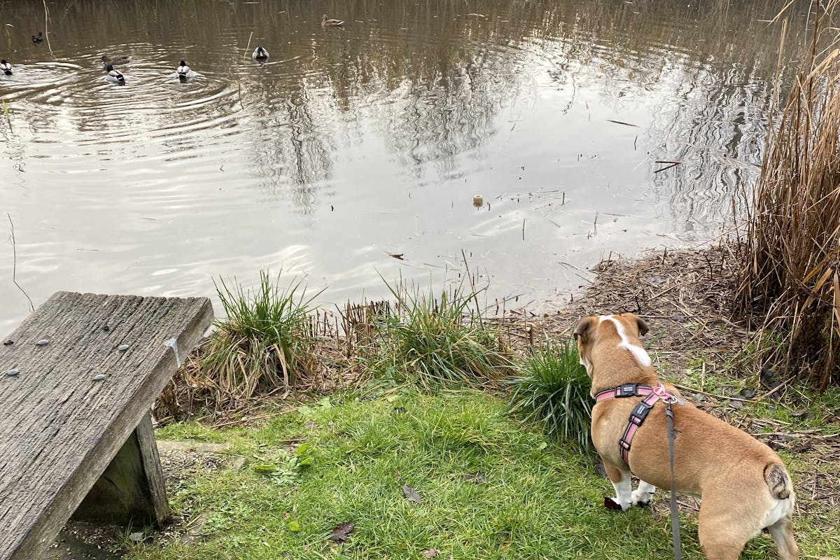 A British bulldog facing towards a duck pond