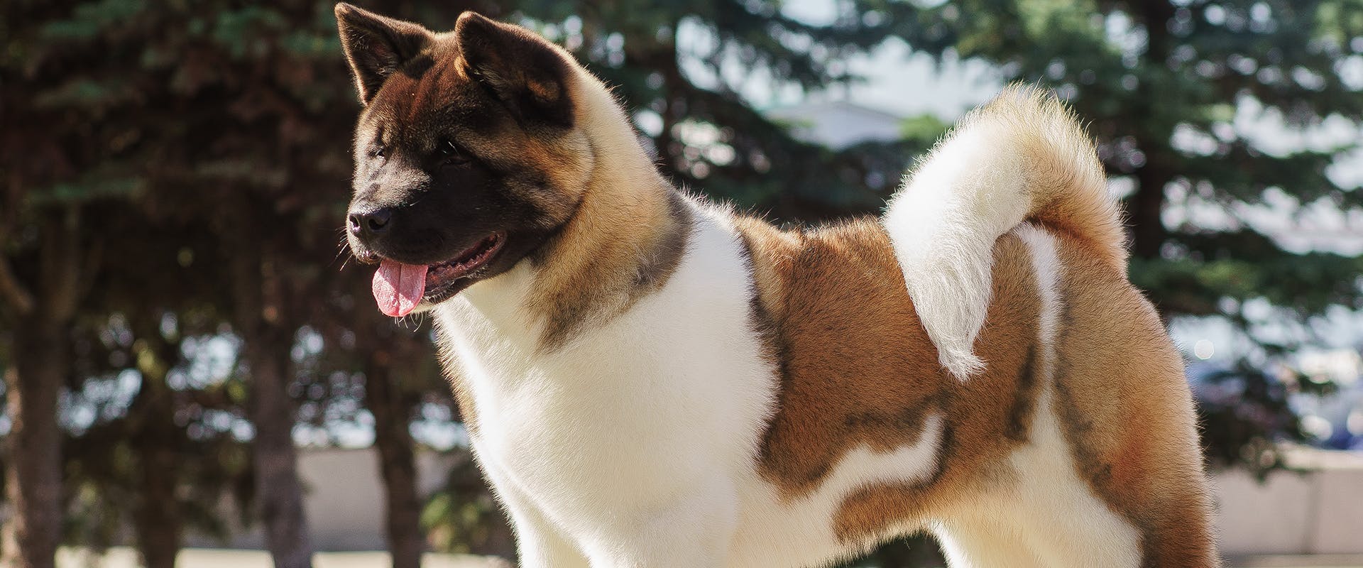 what is the difference between an akita and an american akita