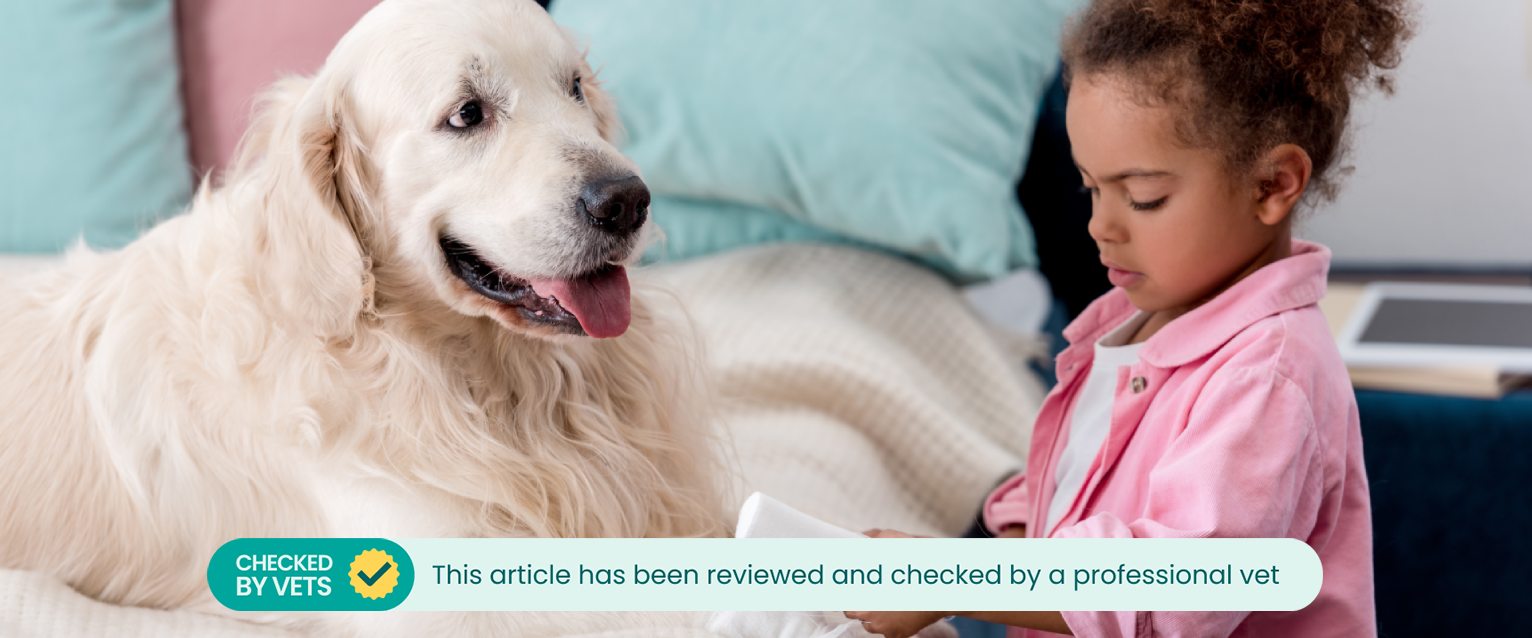 a golden retriever lying a bed whilst a young girl wraps a bandage around its front right paw
