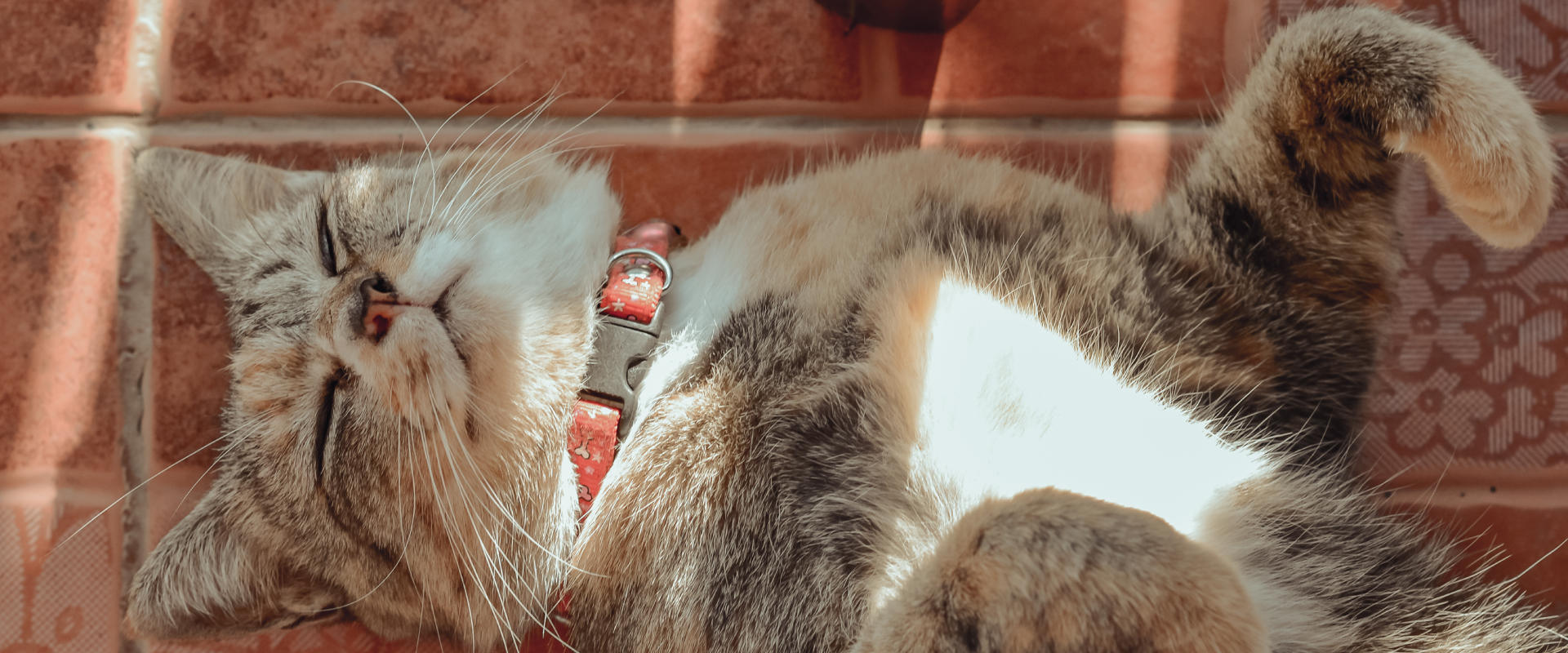 ginger domestic shorthair cat lying on its back in the sun