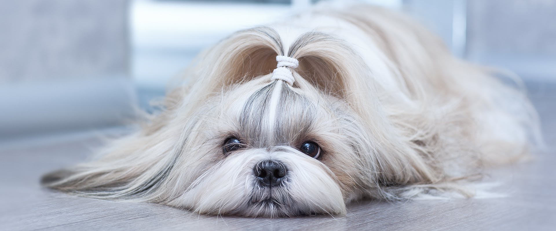 A Shih Tzu laying with its head on the ground